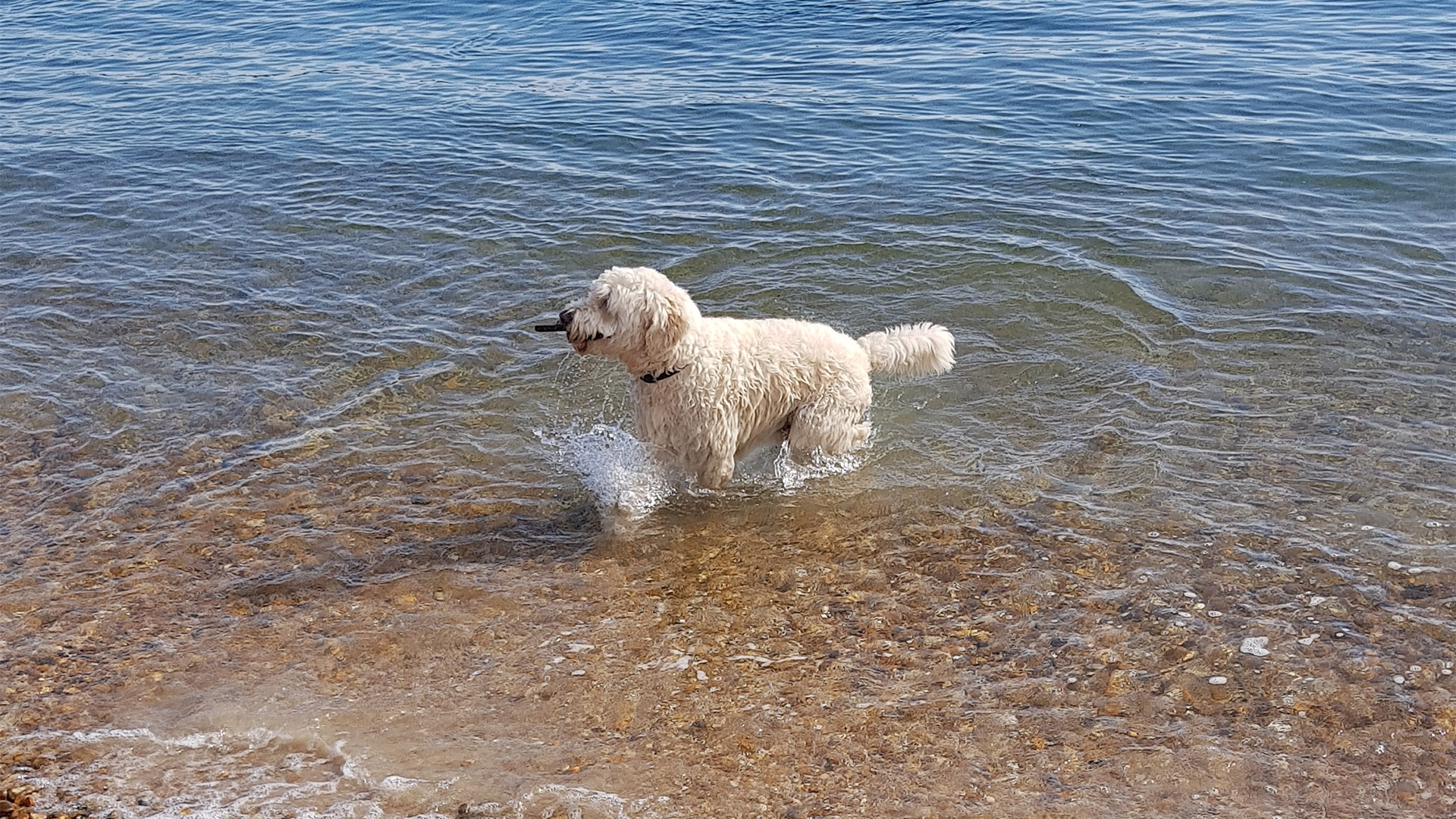 Rufus enjoying time at the beach.