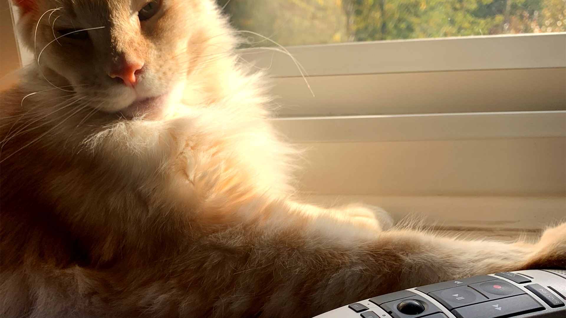 Chief the cat, my PA doing a bit of dictation.